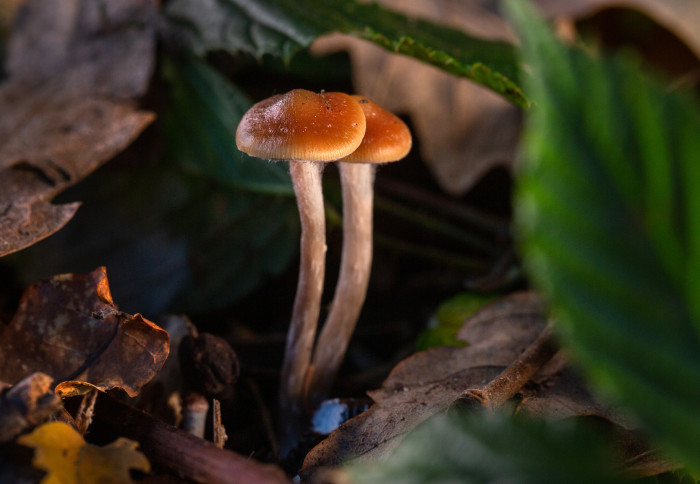 Magic Mushrooms