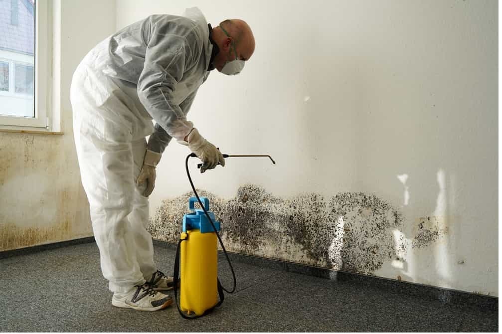Mould Removal